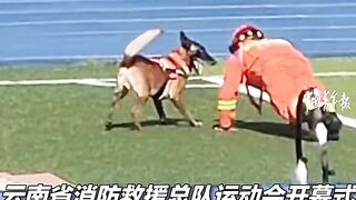 People and dog's funny shorts