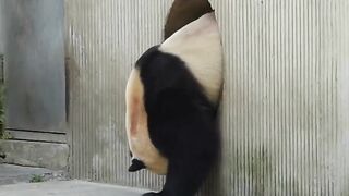 panda's funny shorts