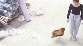 Funny shorts of fighting ????????