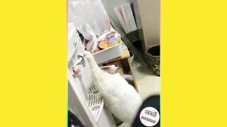 What this cat is doing is beyond imagination