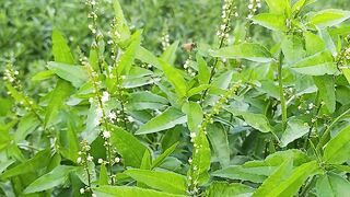 মৌমাছির মধু সংগ্রহ