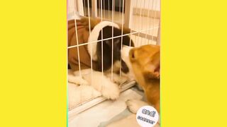 When a cute dog is separated from a cage and this is what happens