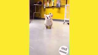 Watch as this dog plays cute