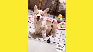 Look at this dog in the cage looking so adorable