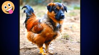 Dog and chicken mix ???? but how