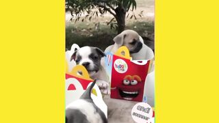 Look at the dog in this happy meal box