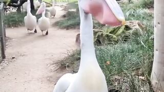 Animal funny video 9