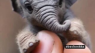 Smallest elephant.