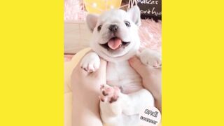 Cute dog's reaction when grabbed by its belly