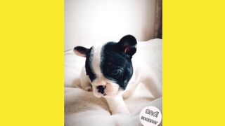 Cute dog's reaction when he hears the cock crow