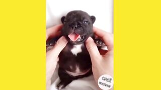 Little dog sticks out his tongue what happens