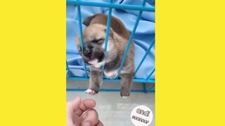 This is how dogs react when their feet are held