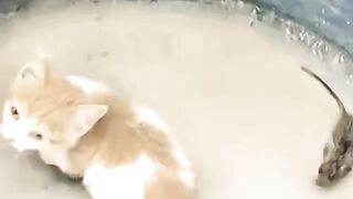 Cute Baby cat Catching Mouse ????