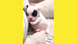 Adorable little tiny dog