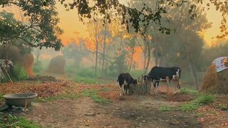 Morning peaceful beauty of Bangladesh