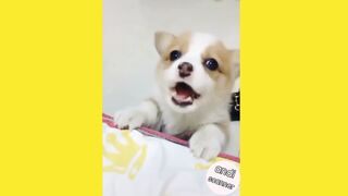 The little dog that turned out to be