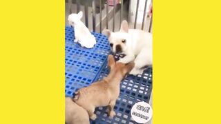 See how the big dog reacts to the small dog