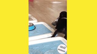 This dog brought his food dish see what happens