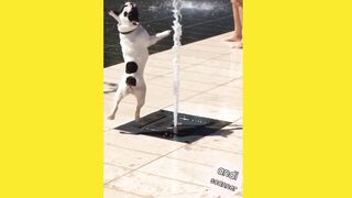 A dog's reaction to a water fountain