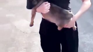 Woman throws her dog, man takes him to a better home
