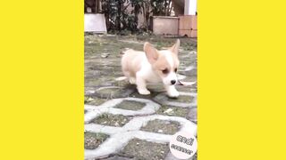 Cute dog walks slow