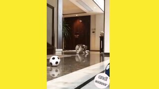Cute dog playing ball