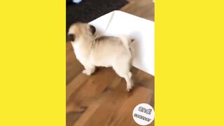 Dog with tissues what he wants to do