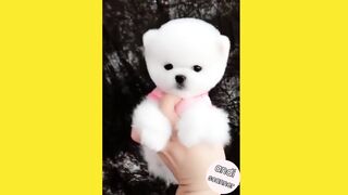 A very cute white puppy
