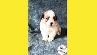 Puppies with different voices