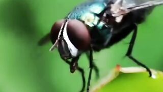 The beauty of some tiny creatures