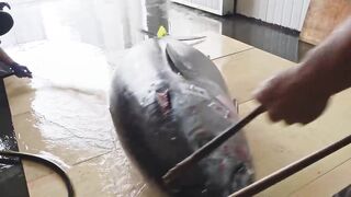 Amazing skill！500 Pound Giant bluefin tuna cutting Master, Luxurious sashimi