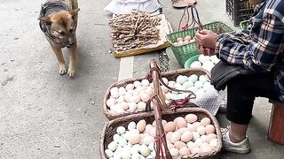 ???????????? New funny dog and men video ????????????