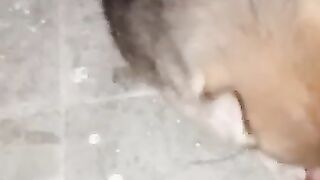 wolf in the haws