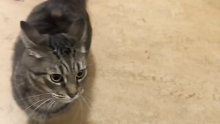Daily dose of internet cats Part 1.