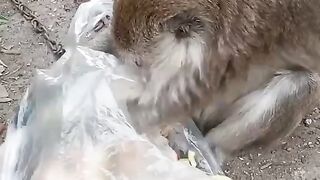 Makan buah jambu