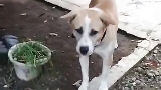 Inteligen Animal dog