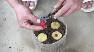 Growing Strawberries in Plastic Bottles - Surprising Results!