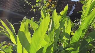 Beautiful nature video.