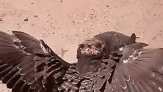 Cat???? 5