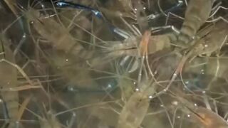 Stop Motion ASMR - Believe This Fishing? Big Red fish Carp eel videos Mudfish Cooking 4