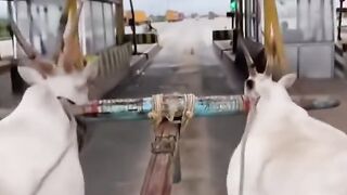 АХМАТ СИЛА БЪРЗА НА ПОМОЩ НА КУРСК