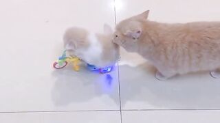 If the child wants to play, the mother cat has to force her to hold the bed