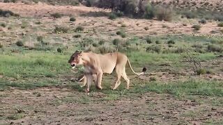 Leoa passeando com o filhote