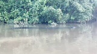 Olha o tamanho desse #jacare