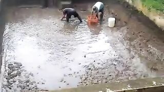 Proses pemanenan lele konsumsi dikolam TANAH❗ Berani basah, Berani kotor