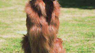 Man's best friend dog