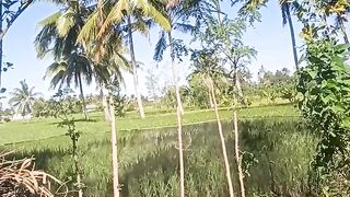 Rice fields near the house