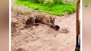 most dangerous animal in world