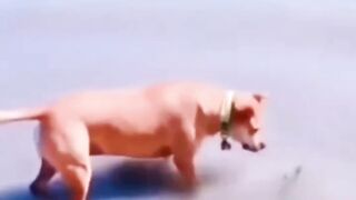 Dog funny 22