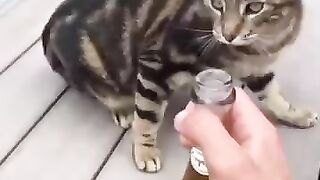 Funny animals world